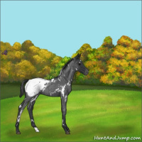Horse Color:White Spotted Blue Roan Snowcap 