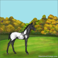 Horse Color:Blue Roan Near Fewspot