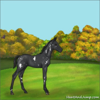 Horse Color:White Spotted Blue Roan 
