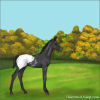 Horse Color:Blue Roan Snowcap 