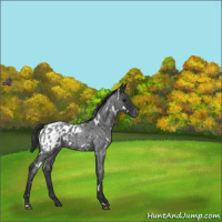 Horse Color:White Spotted Blue Roan Appaloosa 