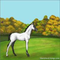 Horse Color:Blue Roan Near Fewspot 