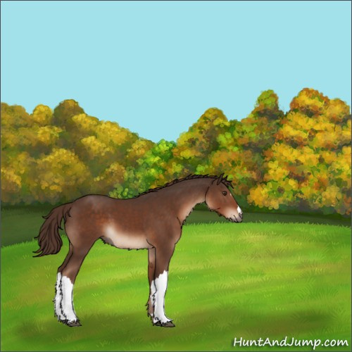 Horse Color:Liver Chestnut  and Liver Chestnut 