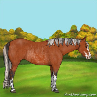 Horse Color:Bay Sabino Rabicano  and Silver Bay Sabino Rabicano 