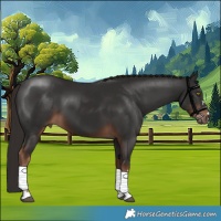 Horse Color:Liver Chestnut