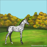 Horse Color:White Spotted Blue Roan Appaloosa 