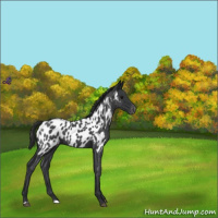 Horse Color:Blue Roan Near Leopard 
