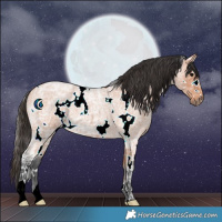 Horse Color:White Spotted Bay Ice Roan 