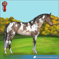 Horse Color:White Spotted Brown Dun