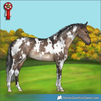 Horse Color:White Spotted Brown Dun 