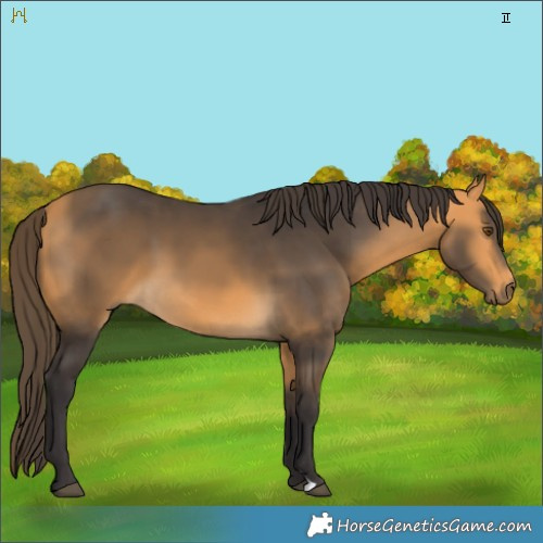 Horse Color:Buckskin 