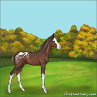 Horse Color:Liver Red Roan Sabino Splash Appaloosa 
