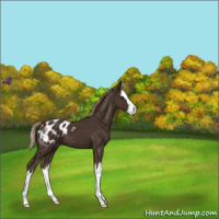Horse Color:Liver Chestnut Sabino Splash Blanket 