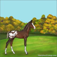 Horse Color:Liver Chestnut Sabino Splash Appaloosa Rabicano