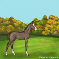 Horse Color:Liver Red Dun Sabino Splash Varnish Rabicano