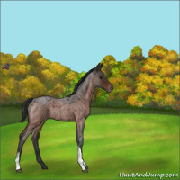 Horse Color:Brown Roan Appaloosa Rabicano 