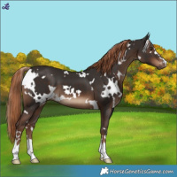 Horse Color:White Spotted Liver Chestnut 