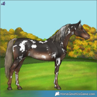 Horse Color:White Spotted Liver Chestnut 