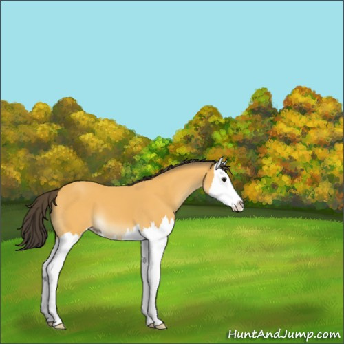 Horse Color:Buckskin Splash 