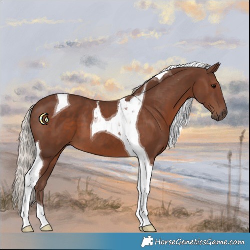 Horse Color:Silver Black Tobiano 