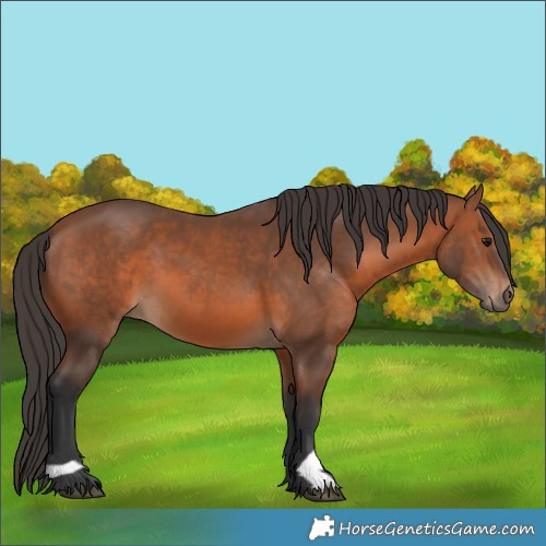 Horse Color:Bay 