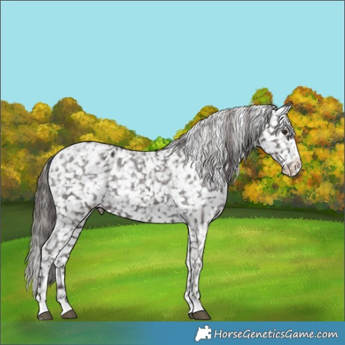 Horse Color:Liver Chestnut Appaloosa 