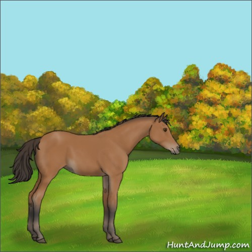 Horse Color:Bay 