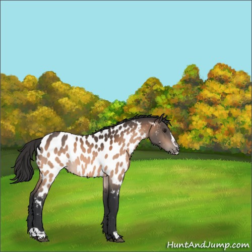 Horse Color:Brown Sabino Appaloosa 