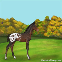 Horse Color:Liver Chestnut Tobiano Appaloosa Rabicano