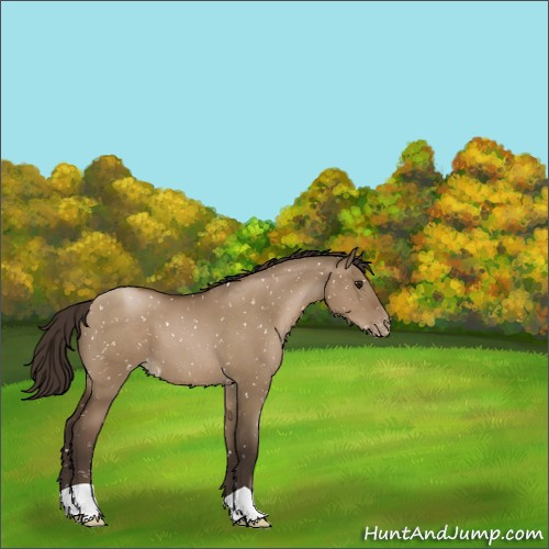 Horse Color:Gray Grullo Pearl Appaloosa 