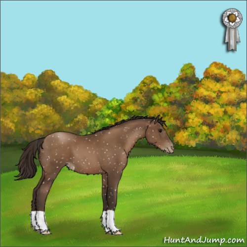 Horse Color:Gray Black Pearl Appaloosa 