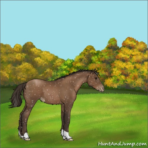 Horse Color:Gray Black Pearl Appaloosa 