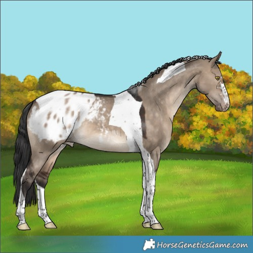Horse Color:Brown Dun Tobiano Appaloosa 