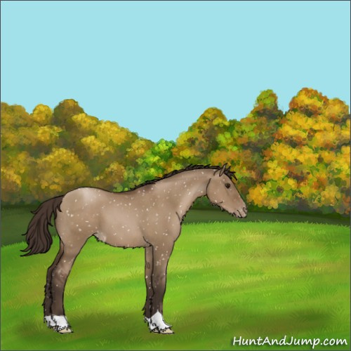 Horse Color:Gray Grullo Pearl Appaloosa 