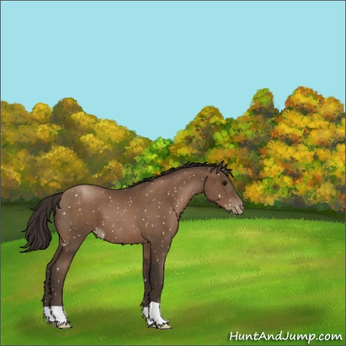 Horse Color:Gray Black Pearl Appaloosa 