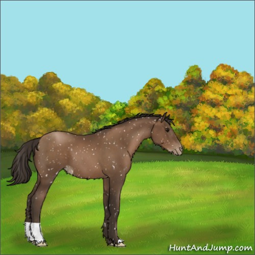 Horse Color:Gray Black Pearl Appaloosa 