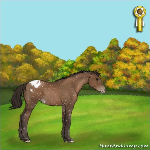 Horse Color:Gray Black Pearl Appaloosa 