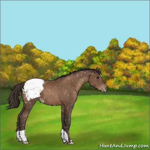Horse Color:Gray Black Pearl Appaloosa 