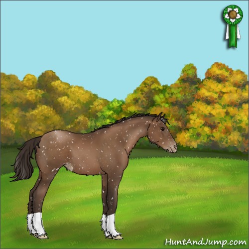 Horse Color:Gray Black Pearl Appaloosa 