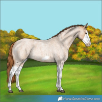 Horse Color:Red Dun Roan Splash Frame Rabicano 
