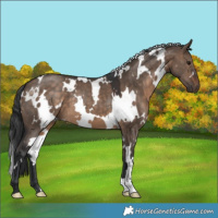 Horse Color:White Spotted Brown Dun 