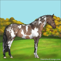 Horse Color:White Spotted Brown Dun 