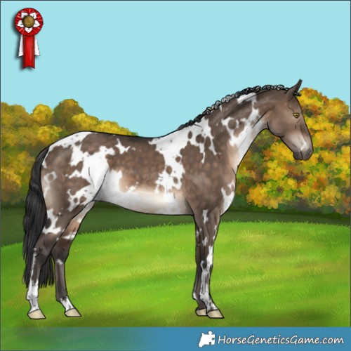 Horse Color:White Spotted Brown Dun 