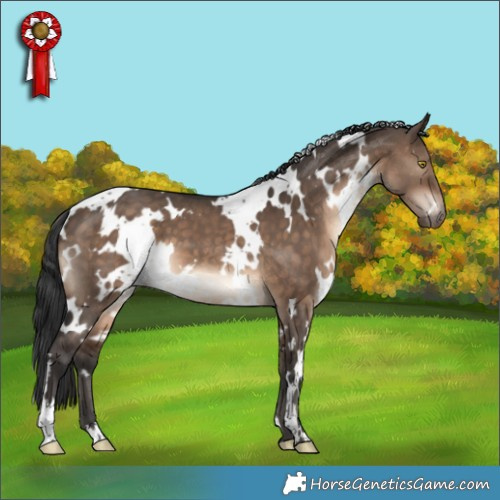 Horse Color:White Spotted Brown Dun 