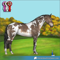 Horse Color:White Spotted Brown Dun 