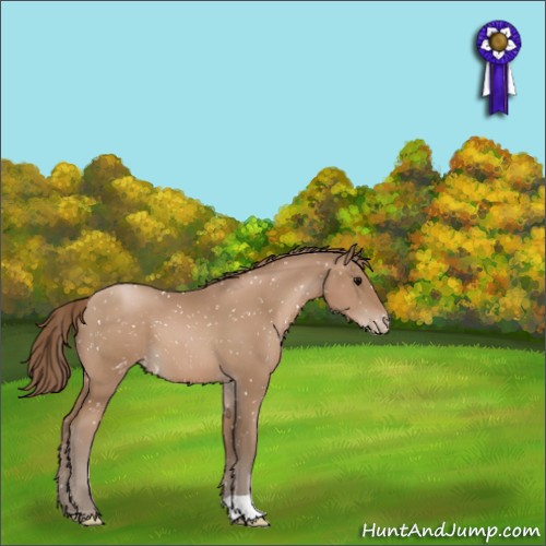Horse Color:Black Pearl Appaloosa 