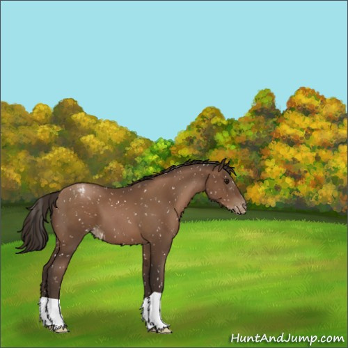 Horse Color:Gray Black Pearl Appaloosa 