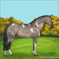 Horse Color:White Spotted Brown Dun Tobiano 
