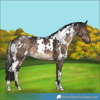 Horse Color:White Spotted Brown Dun Brindle 