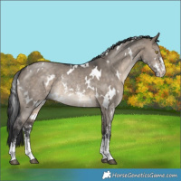 Horse Color:White Spotted Brown Dun Sabino Rabicano 